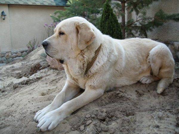 كلب الدرواس الاسباني على الحجر