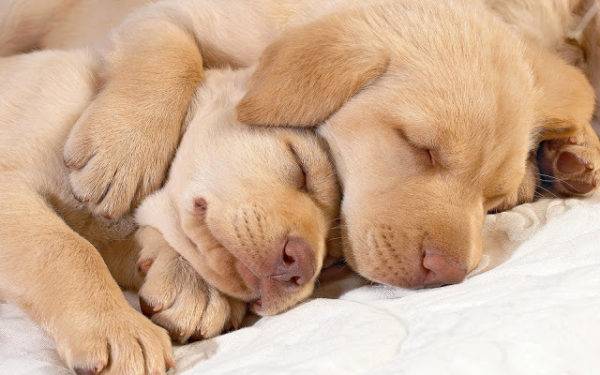 كم عدد الكلاب تنام يوميا
