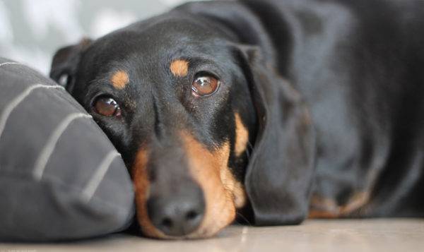 داء الفيتامينات في أعراض الكلاب