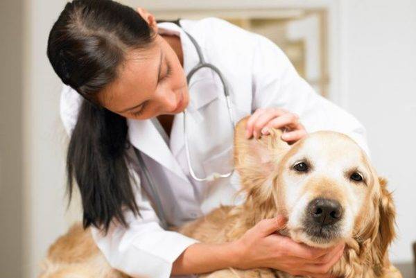 أمراض الأذنين في الكلاب