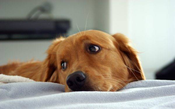 أعراض التهاب بطانة الرحم في الكلاب