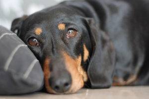 نقص فيتامين في أعراض الكلاب