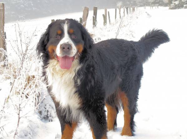 كلب جبل بيرني في الشتاء
