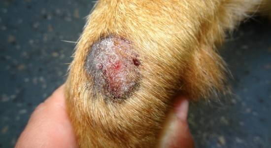 الفطريات أو التهاب الجلد في الكلاب
