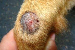فطر أو التهاب جلدي في الكلاب