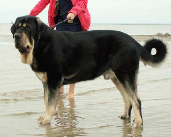 كلب الدرواس الاسباني على الشاطئ