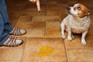 كيفية فطام الكلب من الكتابة وحماقة في المنزل