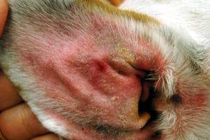 الأمراض الجلدية في الكلاب