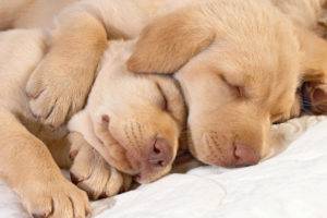 كم عدد الكلاب تنام يوميا