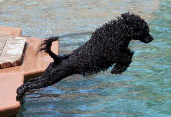 كلب الماء البرتغالي يقفز في الماء