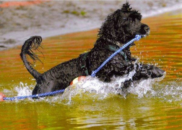 كلب الماء البرتغالي في الماء