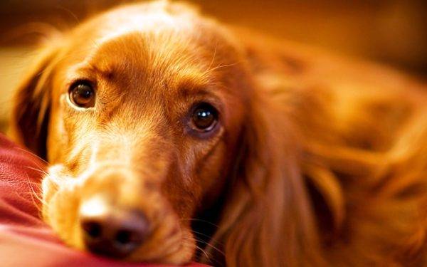 التهاب المعدة في الكلاب قراءة المقال