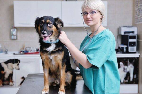 التهاب القولون في الكلاب قراءة المقال