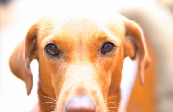 التهاب القولون في الكلاب