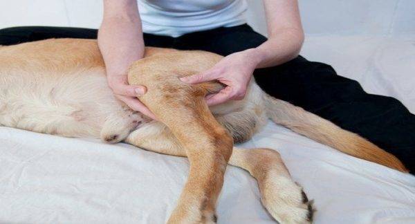 التهاب المفاصل في الكلاب