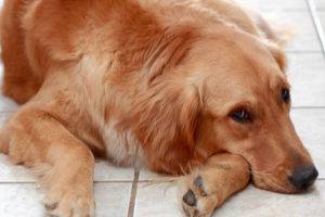 التهاب المعدة في الكلاب