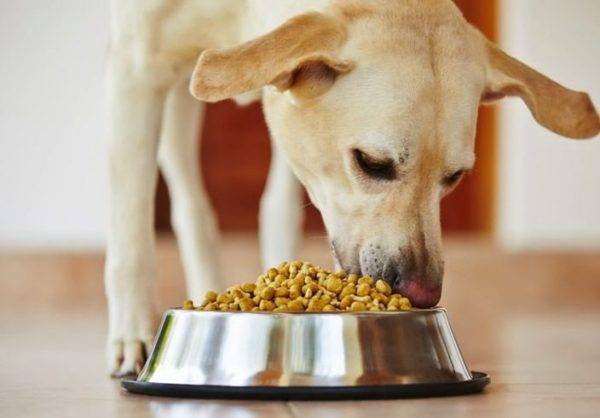 هل من الممكن والضروري لامتصاص طعام الكلاب الجاف قراءة المقال