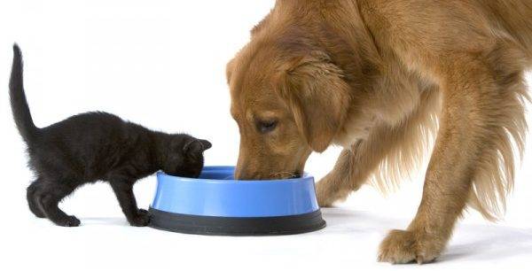 القط والكلب أكل