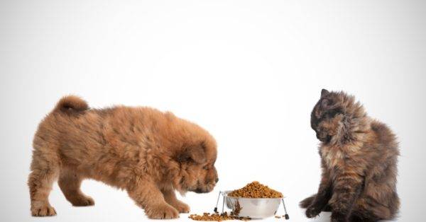 هل من الممكن إعطاء الكلب القط طعامًا قراءة المقال