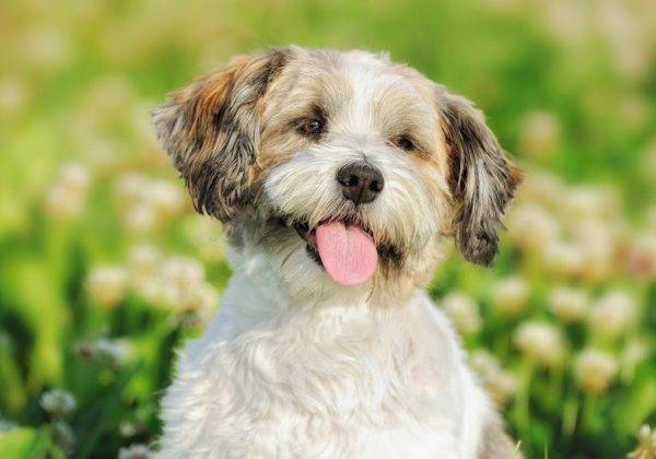 كلب اللفة الروسية الملونة على خلفية جميلة
