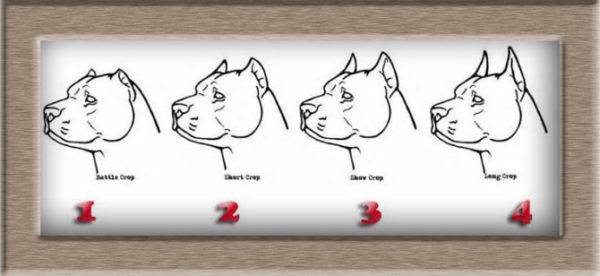 4 أنواع من آذان الحجامة في الكلاب