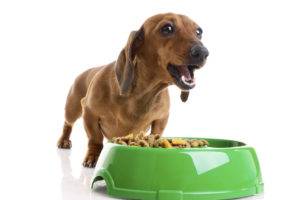 توقف الكلب عن تناول الطعام الجاف